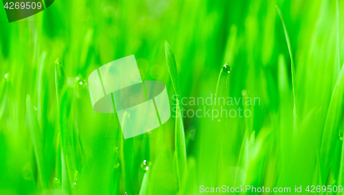 Image of Microgreens Growing Panoramic Dew on Wheatgrass Blades