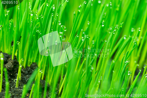 Image of Microgreens Growing Panoramic Dew on Wheatgrass Blades