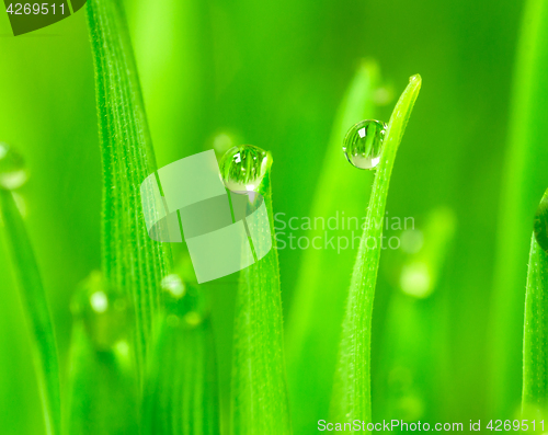 Image of Microgreens Growing Panoramic Dew on Wheatgrass Blades