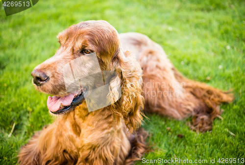 Image of Purebred Irish Setter Dog Canine Pet Laying Down