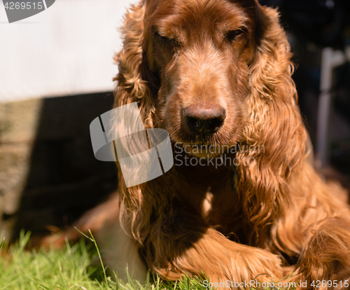 Image of Don't Tread on Me Purebred Irish Setter Dog Canine Pet 