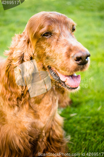 Image of Purebred Irish Setter Dog Canine Pet Sitting