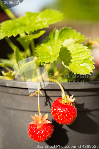 Image of Young Potted Strawberry Plant Already Bearing Fruit