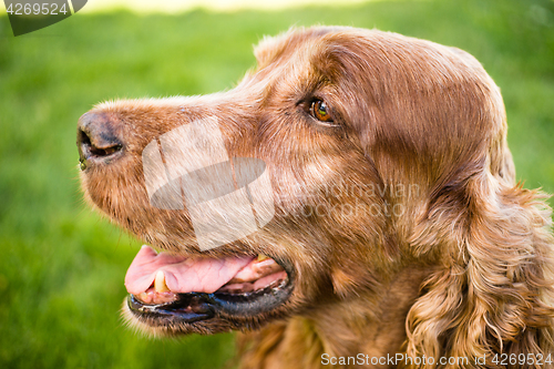 Image of Purebred Irish Setter Dog Canine Pet Sitting