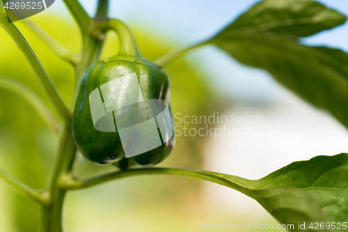 Image of Potted Green Pepper Plant Round Food Vegetable