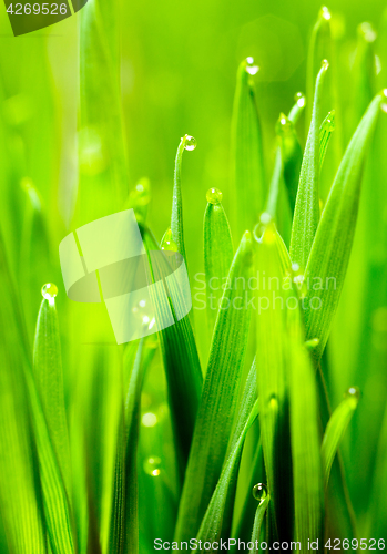 Image of Microgreens Growing Panoramic Dew on Wheatgrass Blades