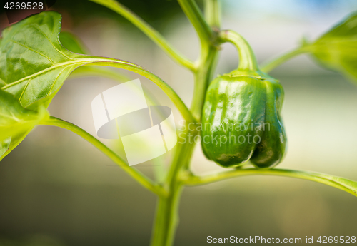 Image of Potted Green Pepper Plant Round Food Vegetable