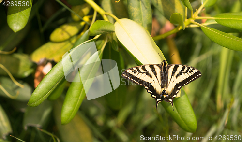 Image of Swallowtail Butterfly Insect Resting Garden Plant Leaf