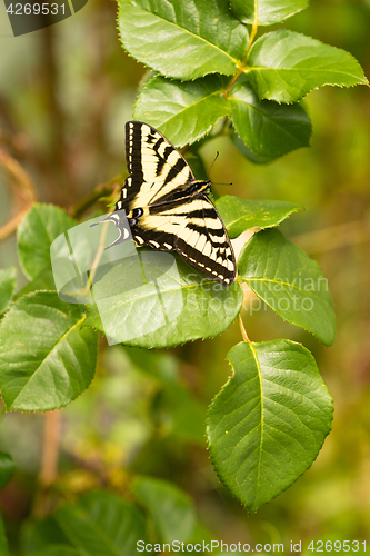 Image of Swallowtail Butterfly Resting Rose Bush Leaf