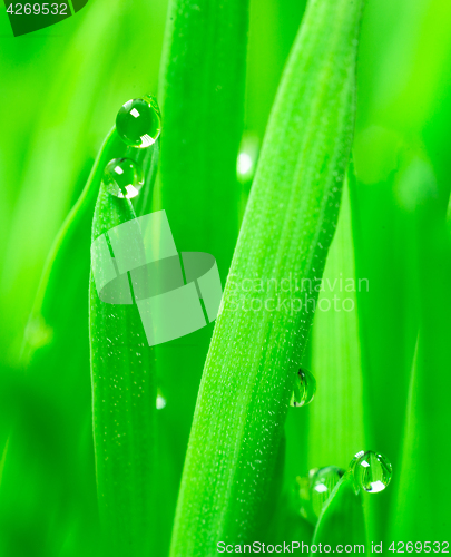 Image of Microgreens Growing Panoramic Dew on Wheatgrass Blades