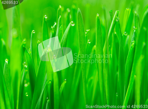 Image of Microgreens Growing Panoramic Dew on Wheatgrass Blades