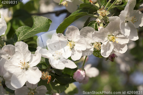 Image of White apple flowers in May