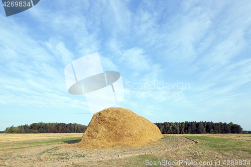 Image of stack of straw in the field