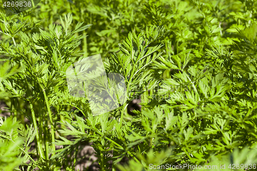 Image of green parsley in a field