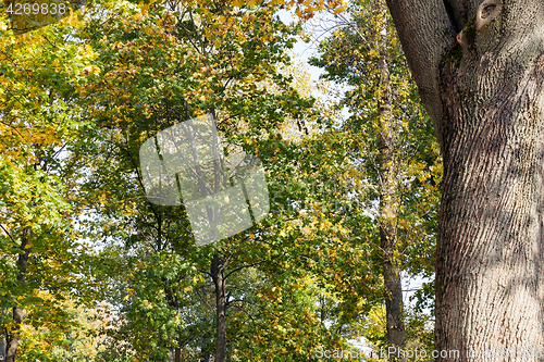 Image of yellowed maple trees in autumn