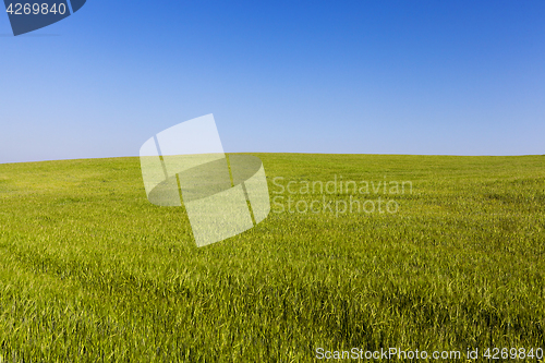 Image of Field with cereal