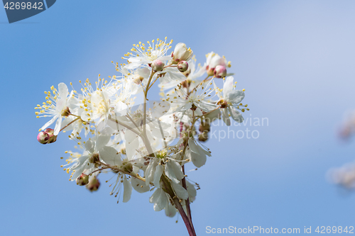 Image of White summer flower close up