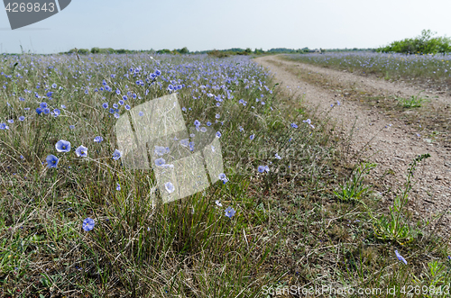 Image of Blue flax flowers by a gravel road