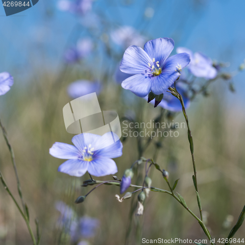 Image of Blue flax flowers closeup