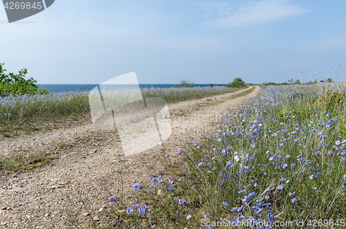 Image of Blue flowers by roadside