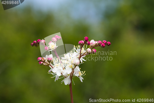 Image of Colorful summer flower