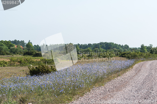 Image of Bright blue roadside