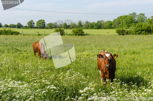 Image of Countryside tranquil scene with two young cows