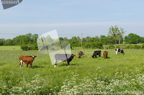 Image of Cattle in a colorful green pastureland