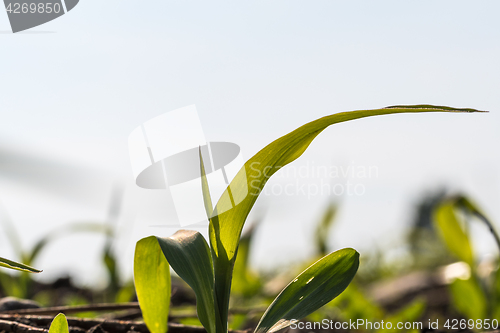 Image of Corn seedling close up