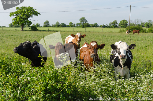 Image of Curious cattle in lush greenery