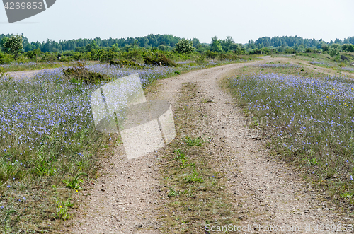 Image of Dirt road surrounded of blue flowers