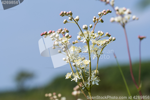 Image of Bright summer flower close up