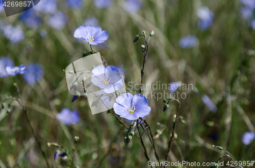 Image of Flax flower close up