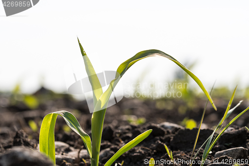 Image of Corn seedling close up in a field