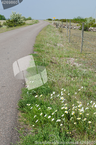 Image of Roadside flowers by a country road