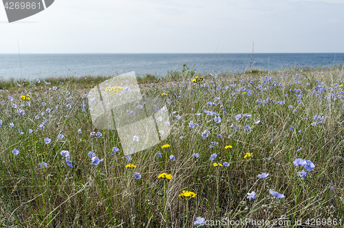 Image of Wild growing blue flax flowers by the coast