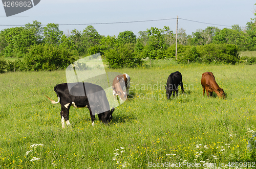 Image of Grazing cattle in a colorful  pastureland