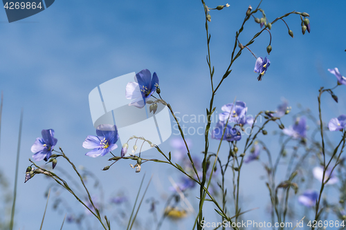 Image of Blue flax flowers close up by blue sky