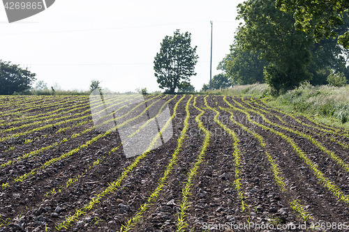 Image of Corn seedlings rows in a field