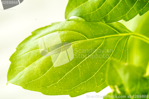 Image of Fresh Basil Herb Leaves Closeup