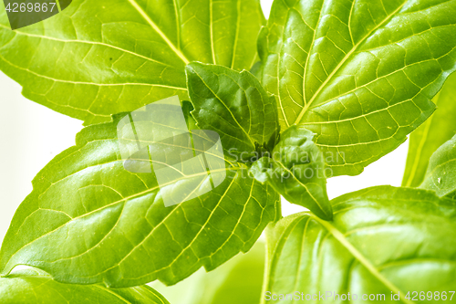 Image of Fresh Basil Herb Leaves Closeup