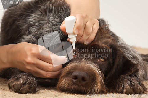 Image of dripping drops to eyes of dog