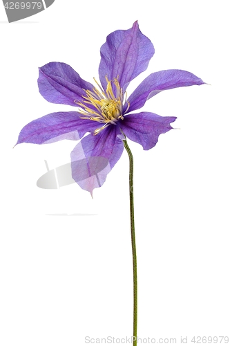 Image of Clematis flower on white