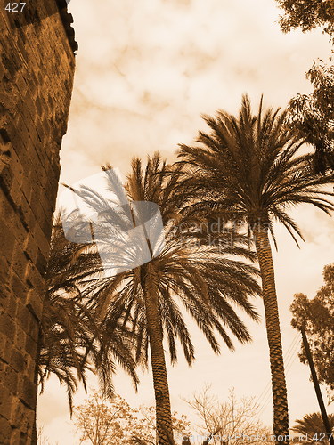 Image of Palms and wallls
