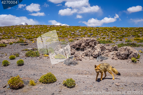 Image of Red fox in Altiplano desert, sud Lipez reserva, Bolivia