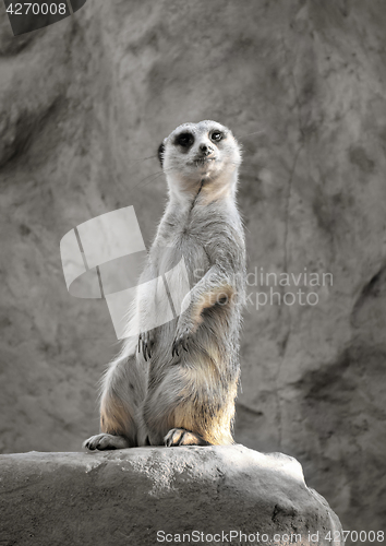 Image of Suricate on a rock