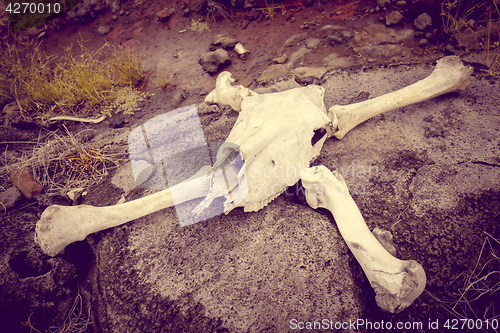 Image of Horse skull and bones