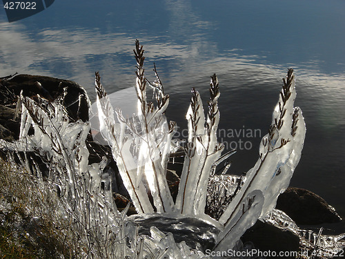 Image of Natural sculpture