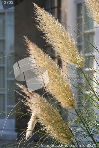 Image of Pampas grass