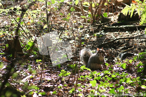 Image of Grey squirel in the woods